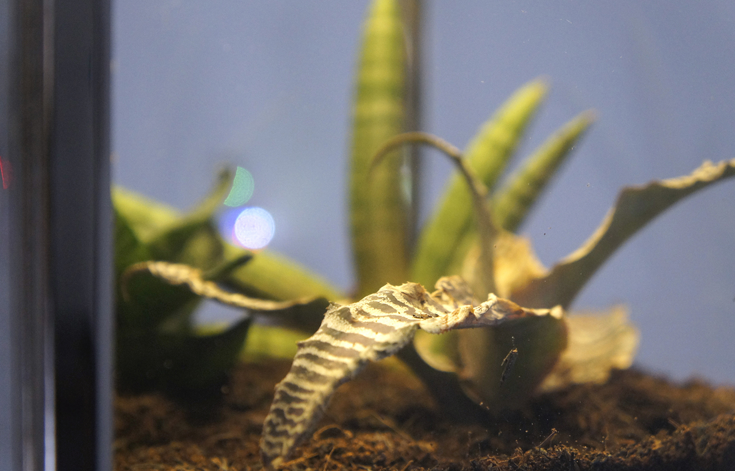 Sansevieria, Clean Air, and Everything in Between The Universal Sea